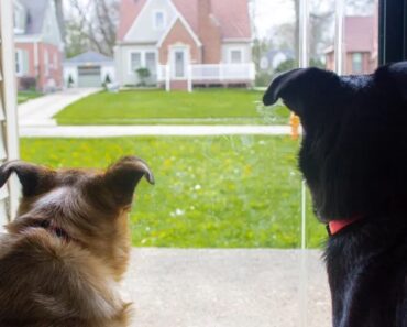 Tipp: So stellen Sie sicher, dass Ihr Hund nicht bellt, wenn jemand an der Tür klingelt