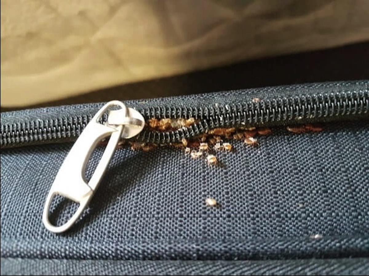 Achtung! 5 unerwartete Orte, an denen sich Bettwanzen nur allzu gerne