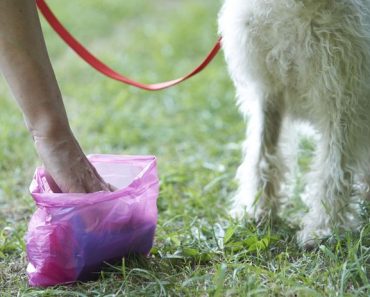 Warum Hundebesitzer immer Hundekot aufheben müssen