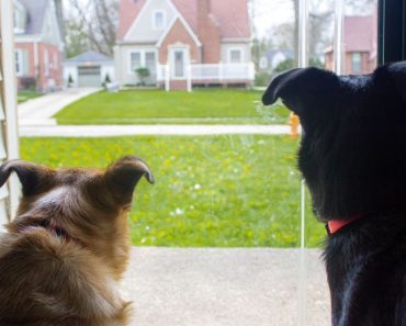 So stellen Sie sicher, dass Ihr Hund nicht bellt, wenn jemand an der Tür klingelt