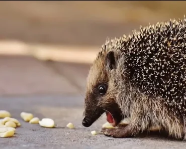 Haben Sie einen Igel im Garten? Hier erfahren Sie, wie Sie ihm über den Winter helfen können!