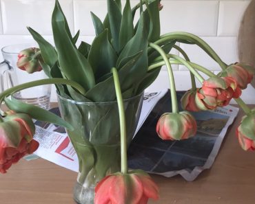 WOW: Keine hängenden Tulpen mehr mit diesem praktischen Trick