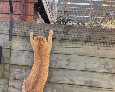 Immer wieder Nachbarskatzen in Ihrem Garten? Mit diesem absolut katzenfreundlichen Trick wird das nicht mehr passieren!