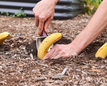 Einmal eine Banane in der Erde vergraben und sehen, was nach 7 Tagen passiert (funktioniert wirklich!)