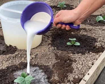 Mit diesem Goodie können Sie im eigenen Garten unendlich viele Gurken anbauen