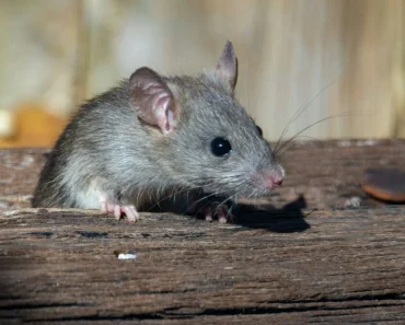 Kammerjäger warnt: Ratten werden in den Niederlanden immer größer und dreister