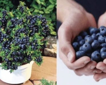 So können Sie unbegrenzt Blaubeeren in Ihrem eigenen Garten anbauen