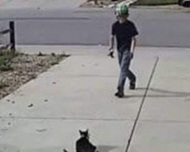 Ein Junge und eine einäugige Katze berühren mit besonderer Freundschaft